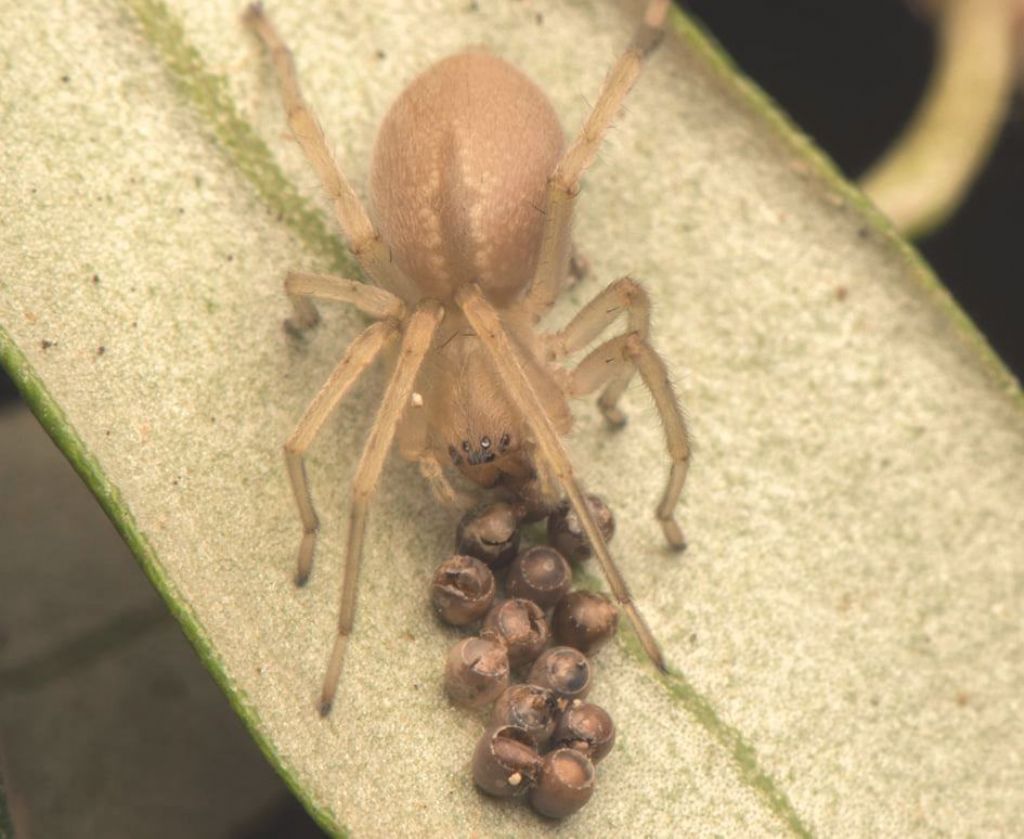 Cheiracanthium mildei che si nutre di uova di Pentatomidae